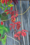 Herbstbild